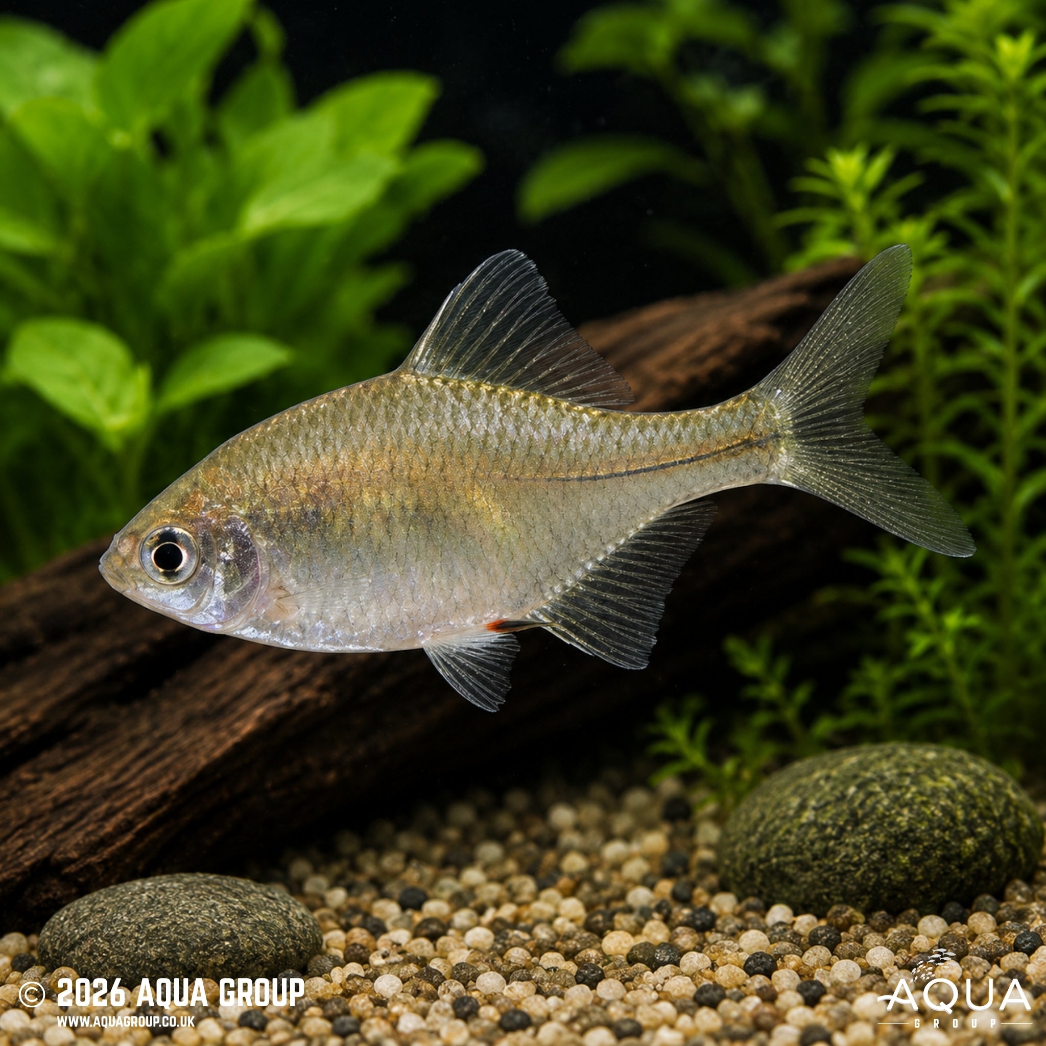 Rosy Bitterling (Rhodeus ocellatus)