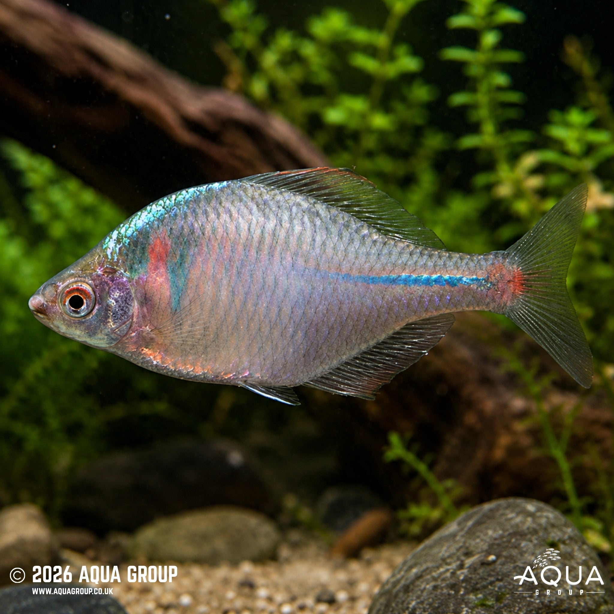 Rosy Bitterling (Rhodeus ocellatus)