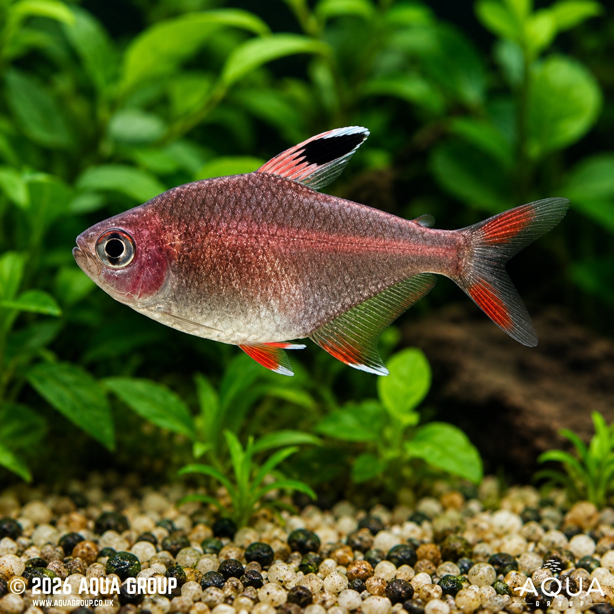 Rosy Tetra (Hyphessobrycon rosaceus)