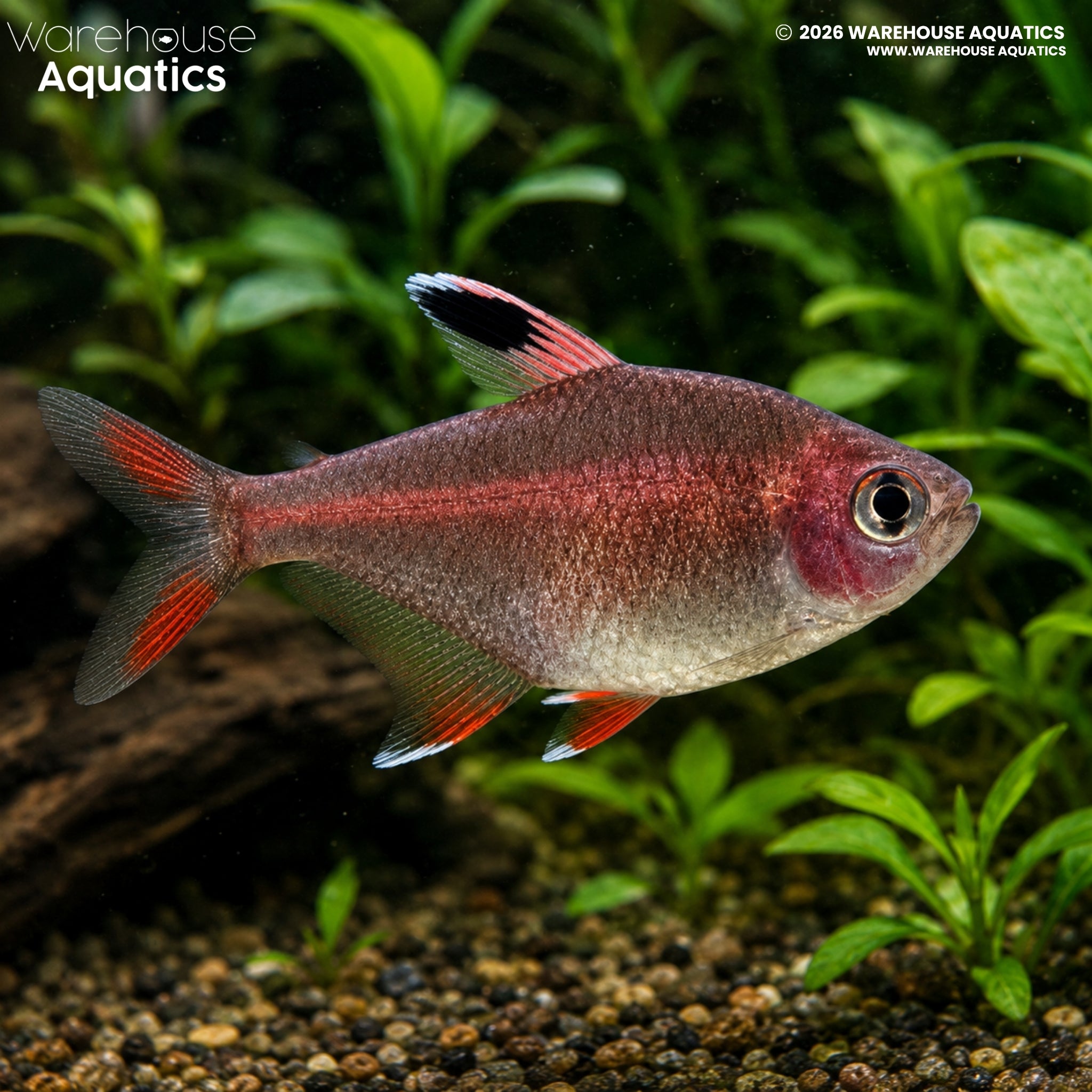 Rosy Tetra (Hyphessobrycon rosaceus)