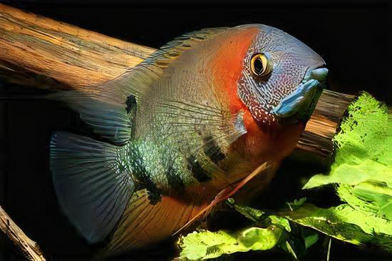 Red Neck Rotkeil Severum Heros Rotkeil 5cm. - Real Aquatics