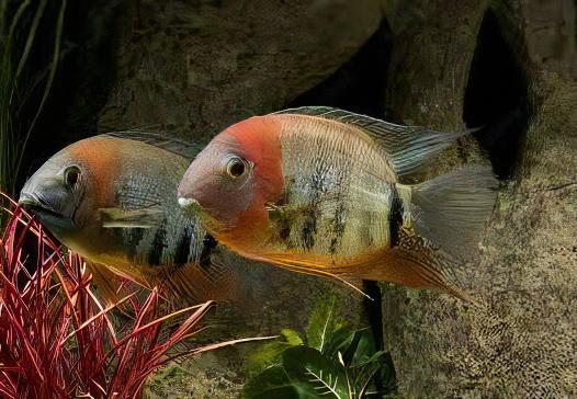 Red Neck Rotkeil Severum Heros Rotkeil 5cm. - Real Aquatics