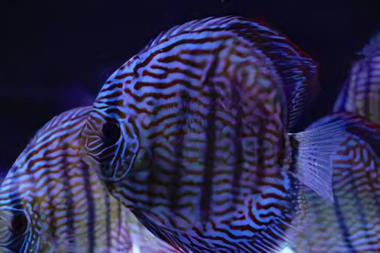 Royal Blue Discus - Real Aquatics