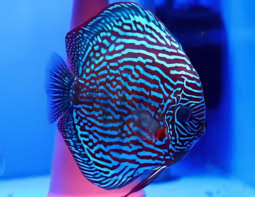 Assorted Discus