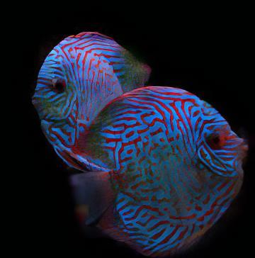 Royal Blue Discus - Real Aquatics