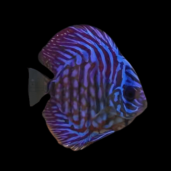 Royal Blue Discus - Real Aquatics