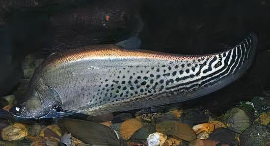 Royal Clown Knife Fish Chitala Blanci 15cm - Real Aquatics