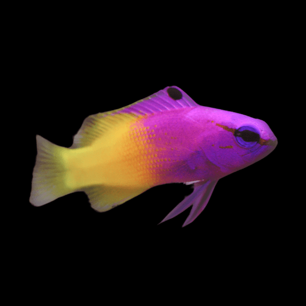 Royal Gramma Pseudochromis Fridmani - Real Aquatics