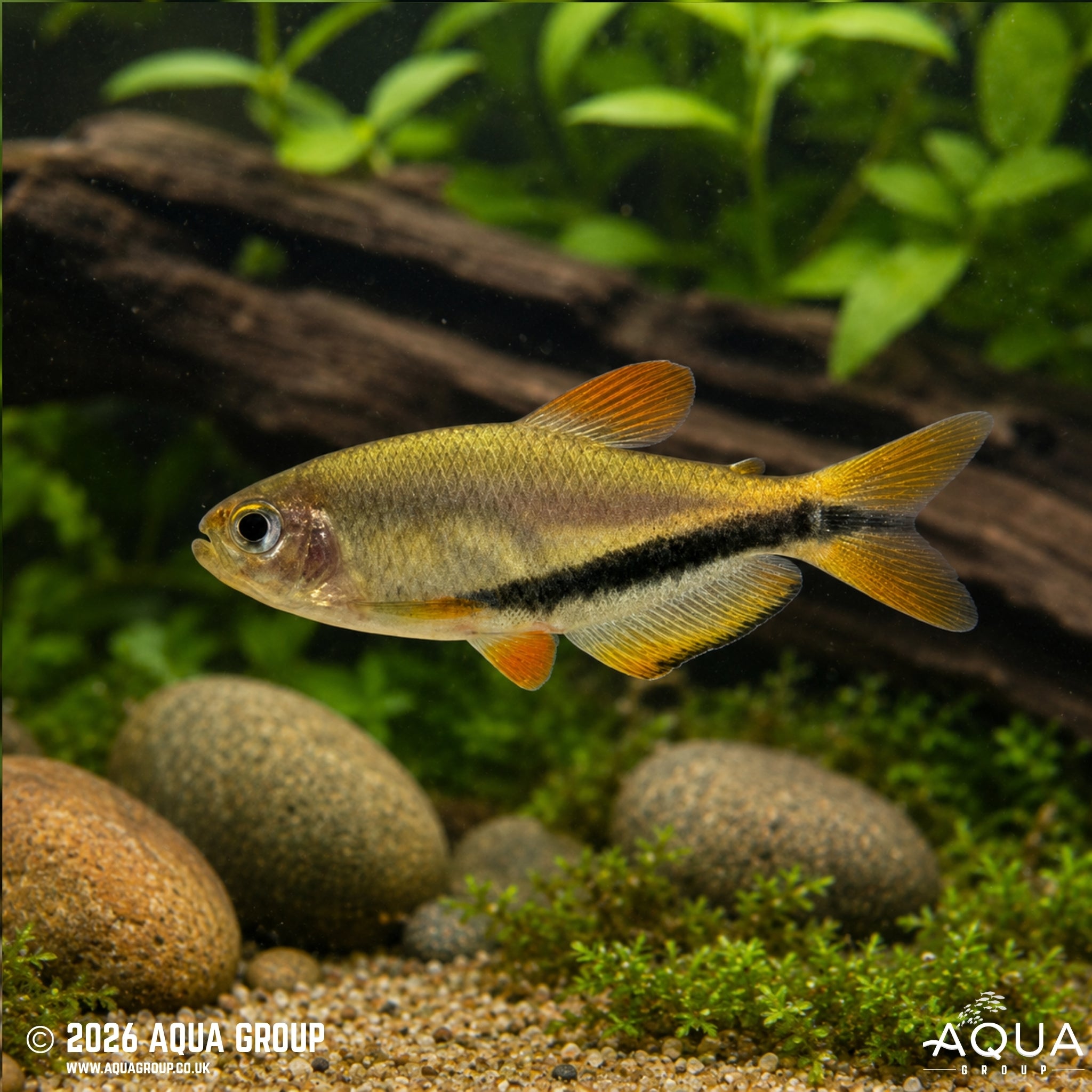 Royal Black Arrow Tetra (Inpaichthys luizae)