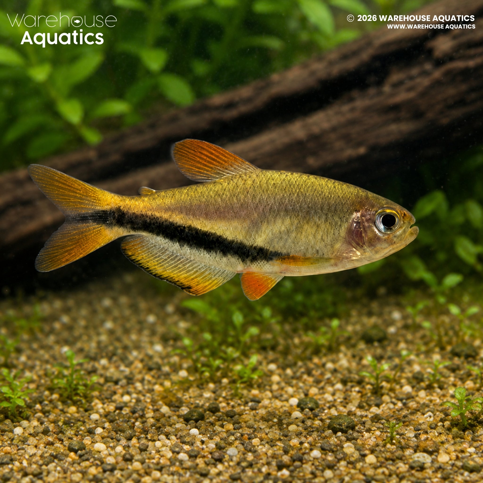 Royal Black Arrow Tetra (Inpaichthys luizae)
