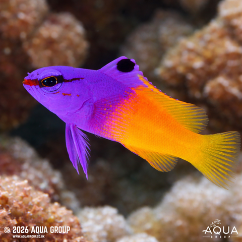 Marine Pygmy Basslets