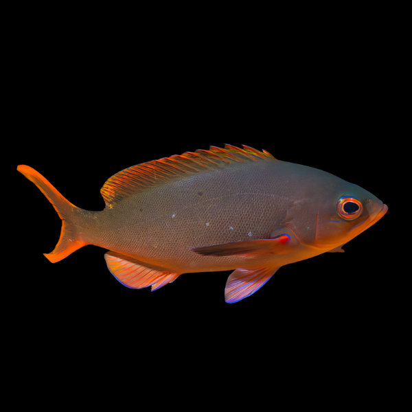Ruby Anthias Paranthias Colonus - Real Aquatics