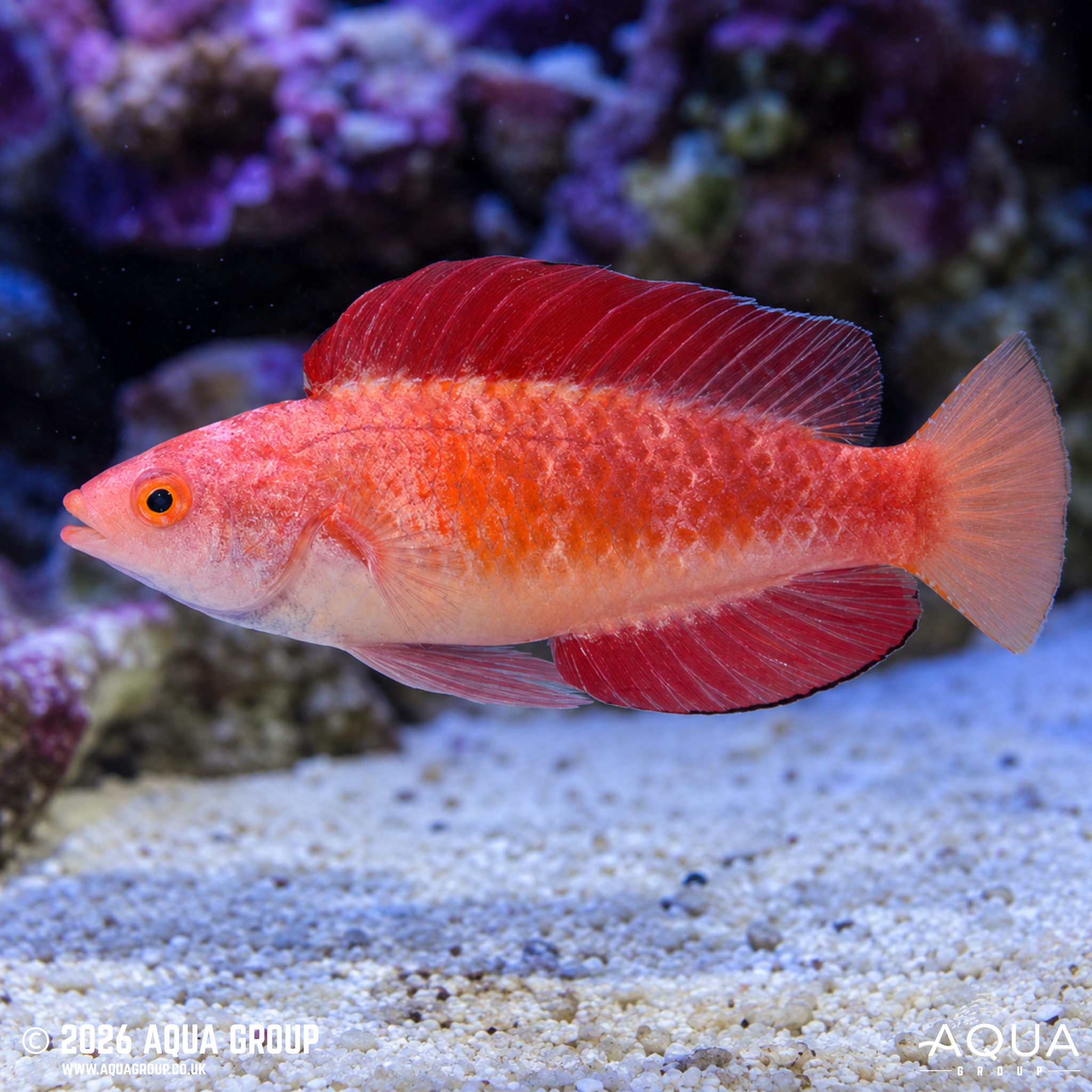 Rubyfin Fairy Wrasse