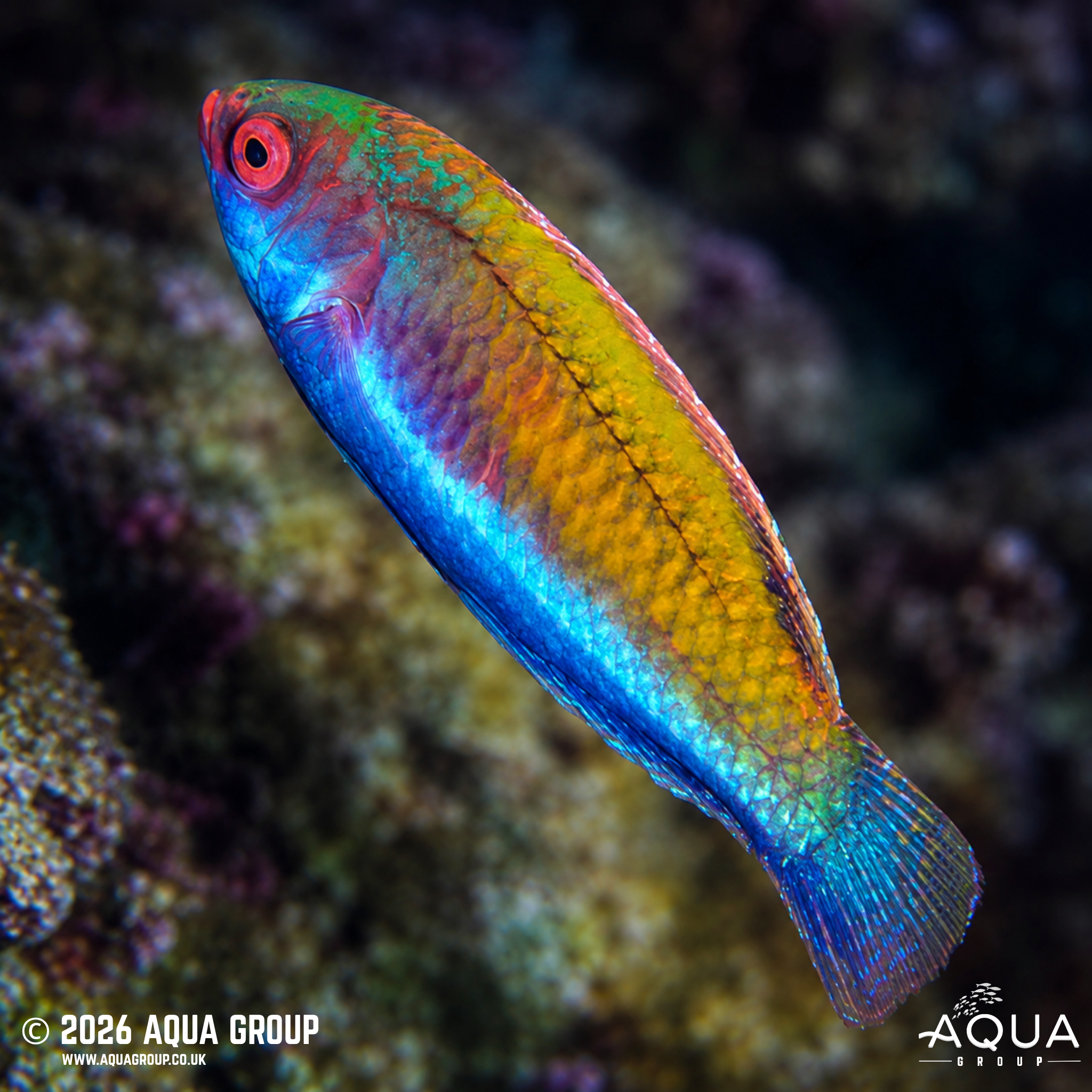 Ruby Head Fairy Wrasse (Cirrhilabrus chaliasi)