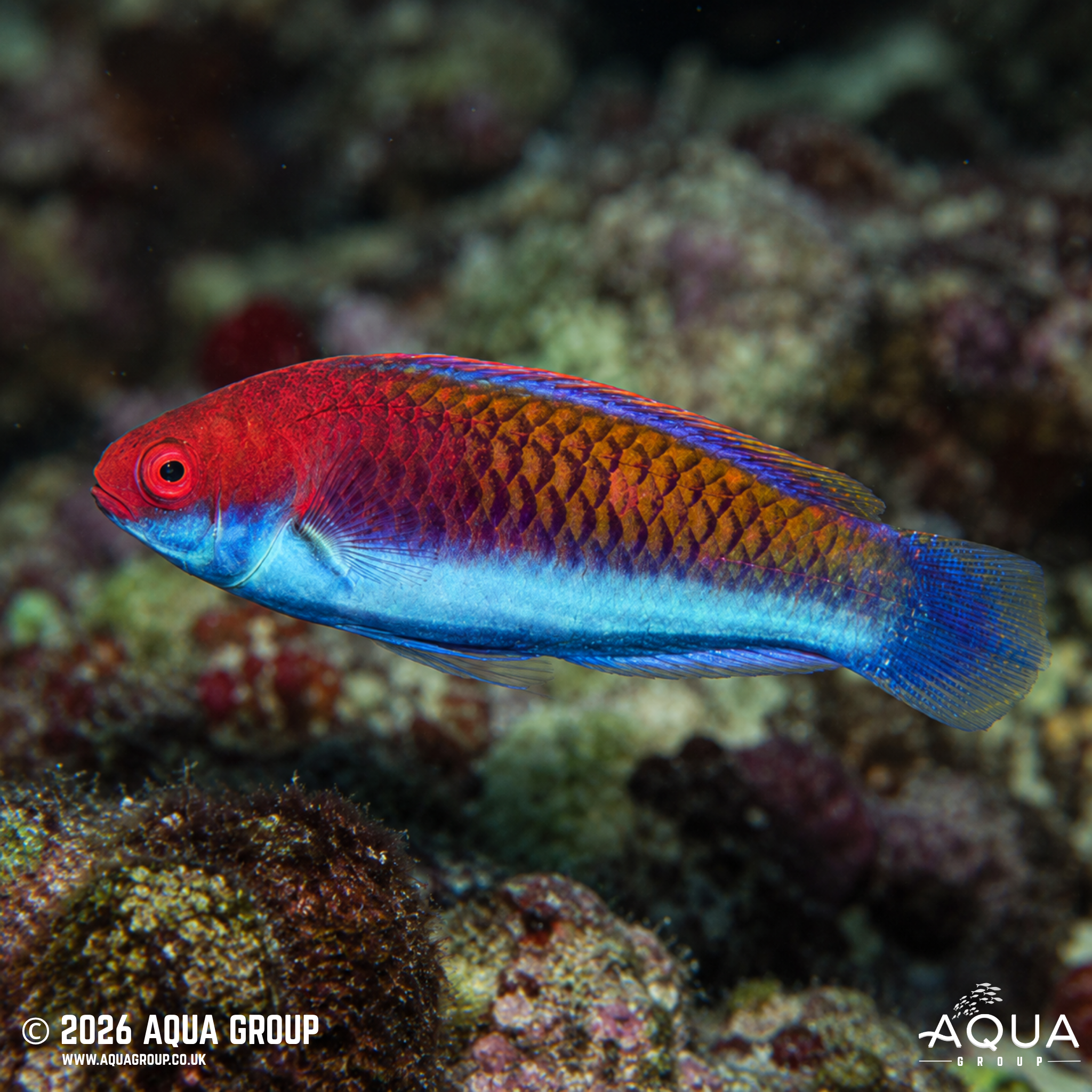 Ruby Head Fairy Wrasse (Cirrhilabrus chaliasi)