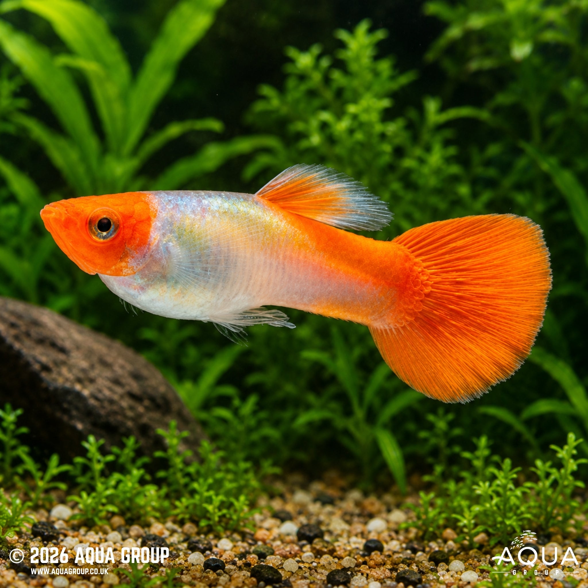 Rummy Nose Guppy (Poecilia reticulata)