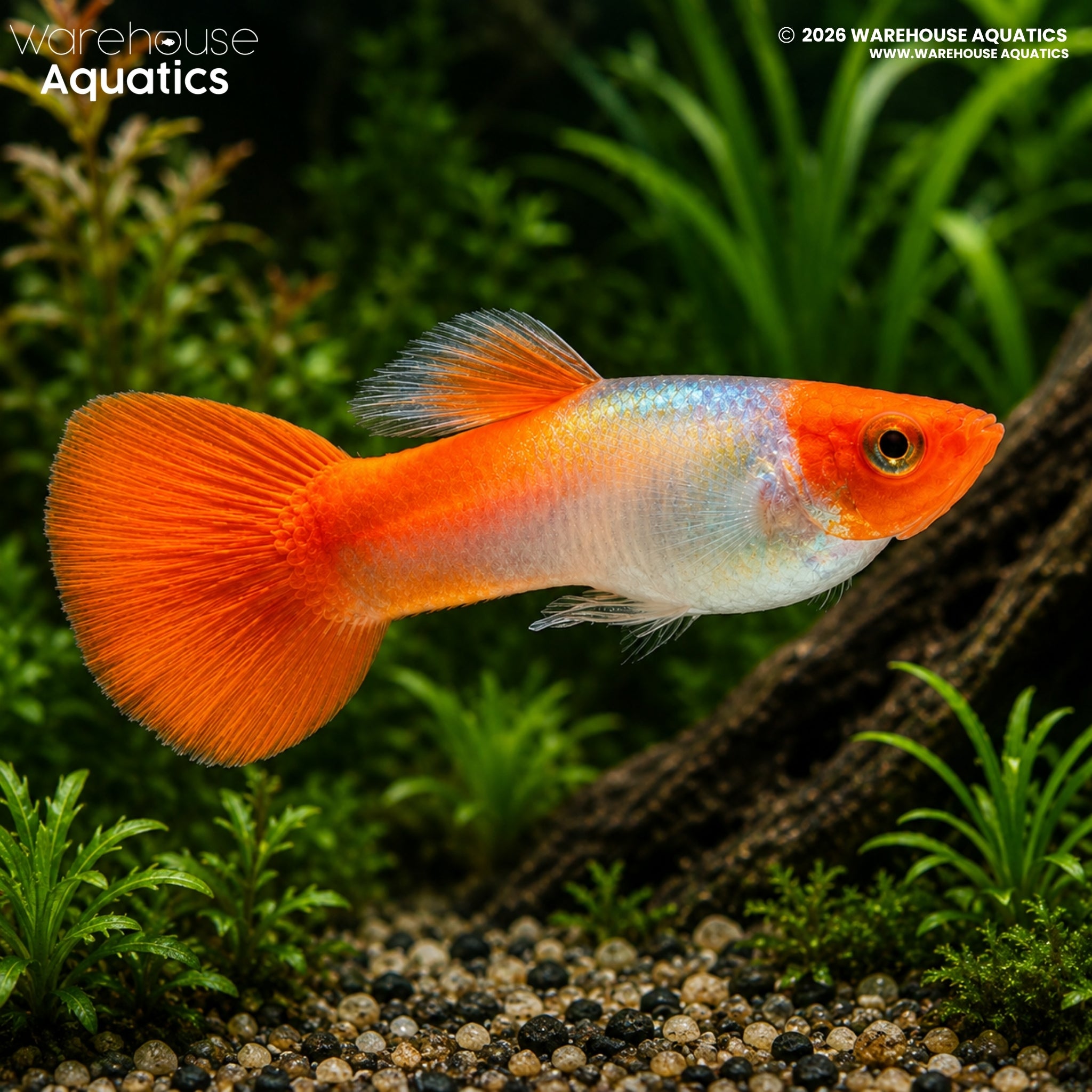 Rummy Nose Guppy (Poecilia reticulata)