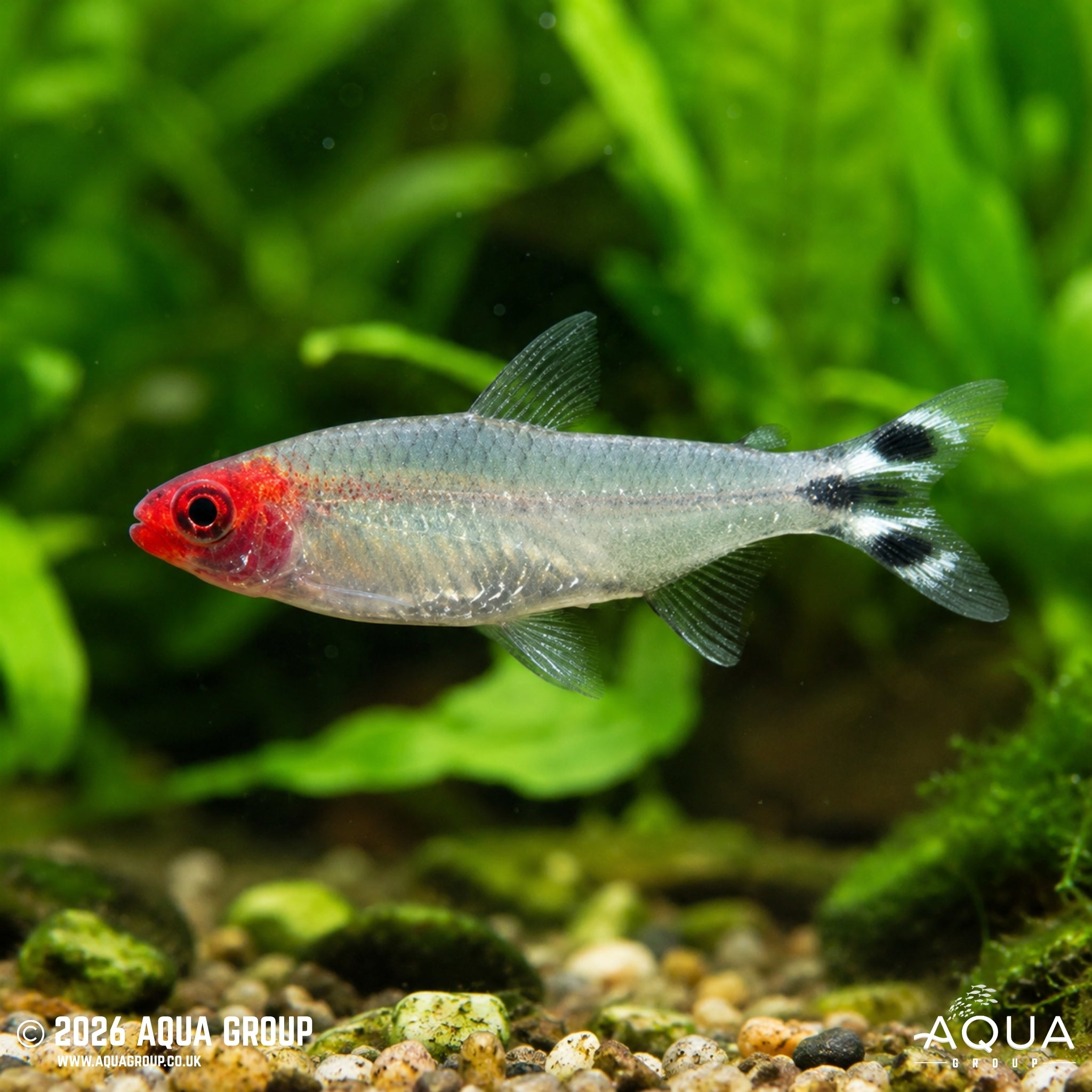 Rummynose Tetra (Petitella bleheri)
