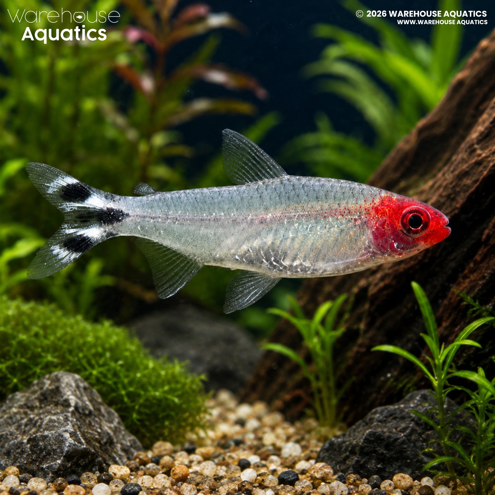 Rummynose Tetra (Petitella bleheri)