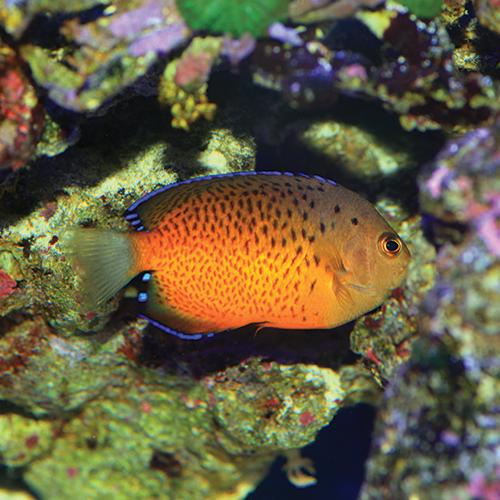 Rusty Angelfish (Centropyge ferrugata)