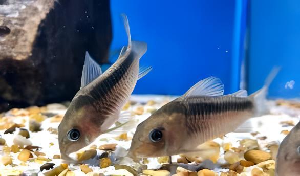 Rusty Corydoras Rabauti 3cm Catfish - Real Aquatics