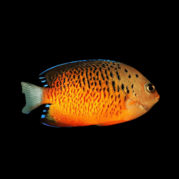 Rusty Dwarf Angelfish Centropyge Ferrugata - Real Aquatics
