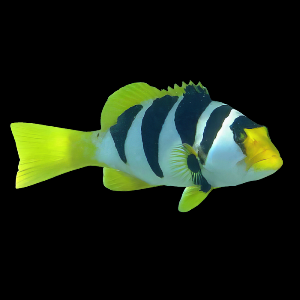 Saddle Grouper Plectropomus Laevis - Real Aquatics