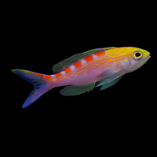 Saddleback Anthias Pseudanthias Flavoguttatus - Real Aquatics