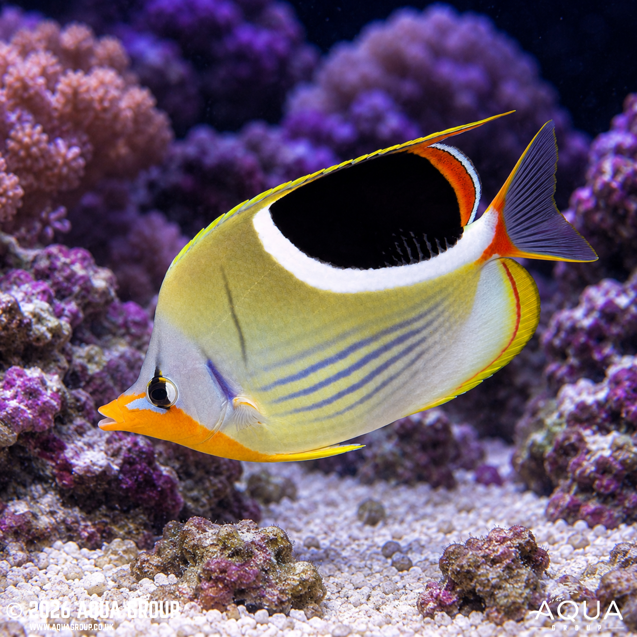Saddleback Butterflyfish (Chaetodon ephippium)