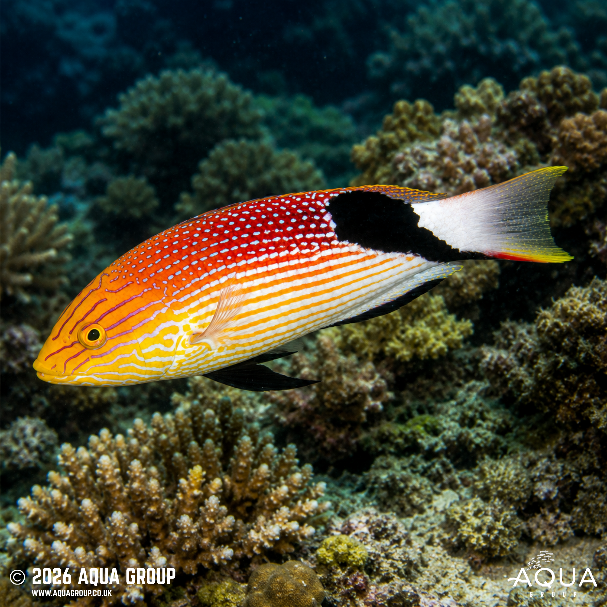 Saddleback Hogfish (Bodianus loxozonus)