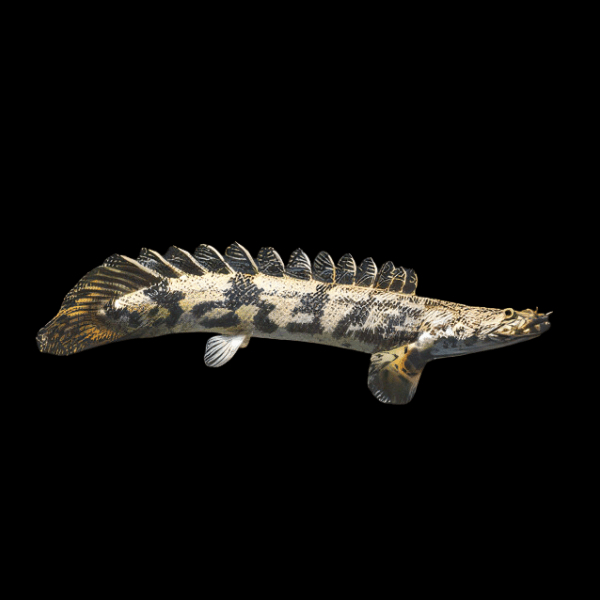 Saddled Endlicheri Bichir Polypterus Endlicheri Endlicheri 10cm - Real Aquatics
