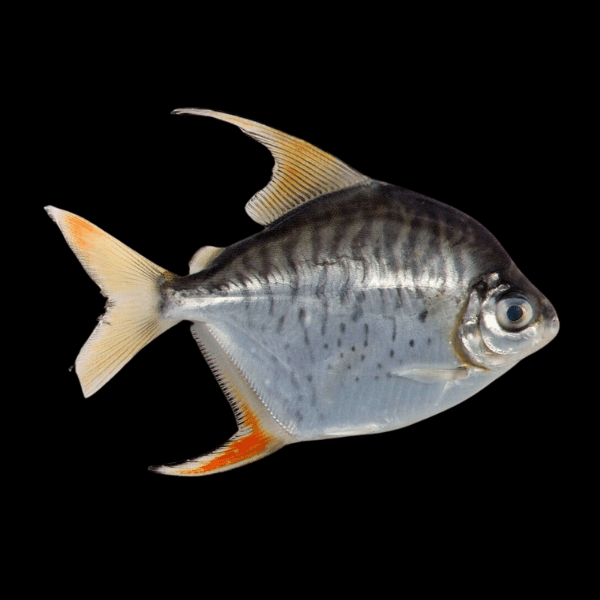 Sailfin Red Hook Dollar Myleus Setiger 4cm - Real Aquatics