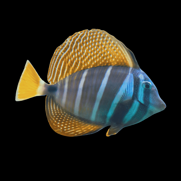 Sailfin Tang Long Fin Zebrasoma Velifer - Real Aquatics