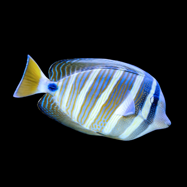 Sailfin Tang Round Fin Zebrasoma Velifer - Real Aquatics