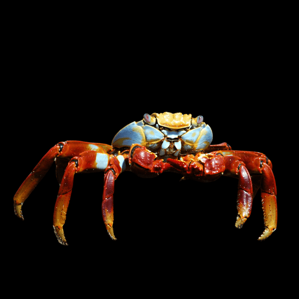 Sally Lightfoot Crab Grapsus Grapsus - Real Aquatics