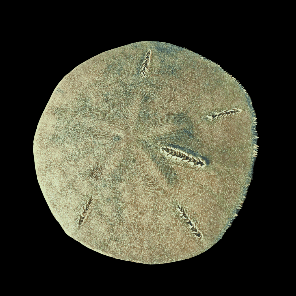 Sand Dollar Spiny Sea Urchin Echinoidea - Real Aquatics