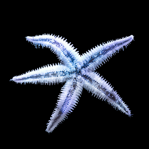 Sand Sifting Starfish Archaster Typicus - Real Aquatics