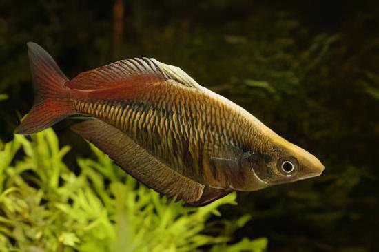 Santani Rainbow Fish Chilatherina Sentaniensis 5cm - Real Aquatics