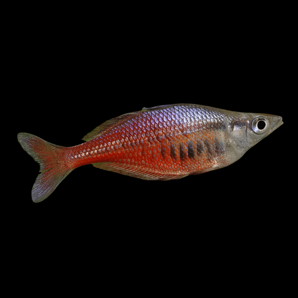 Santani Rainbow Fish Chilatherina Sentaniensis 5cm - Real Aquatics