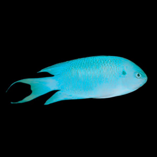 Sapphire Pavo Damsel Pomacentrus Pavo - Real Aquatics