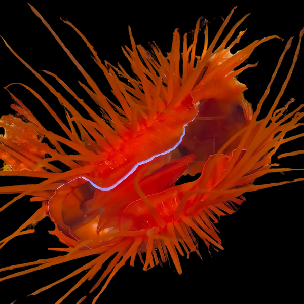 Scallop Red Lima Orientalis - Real Aquatics