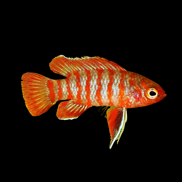 Scarlet Badis Dario Dario - 3cm - Real Aquatics
