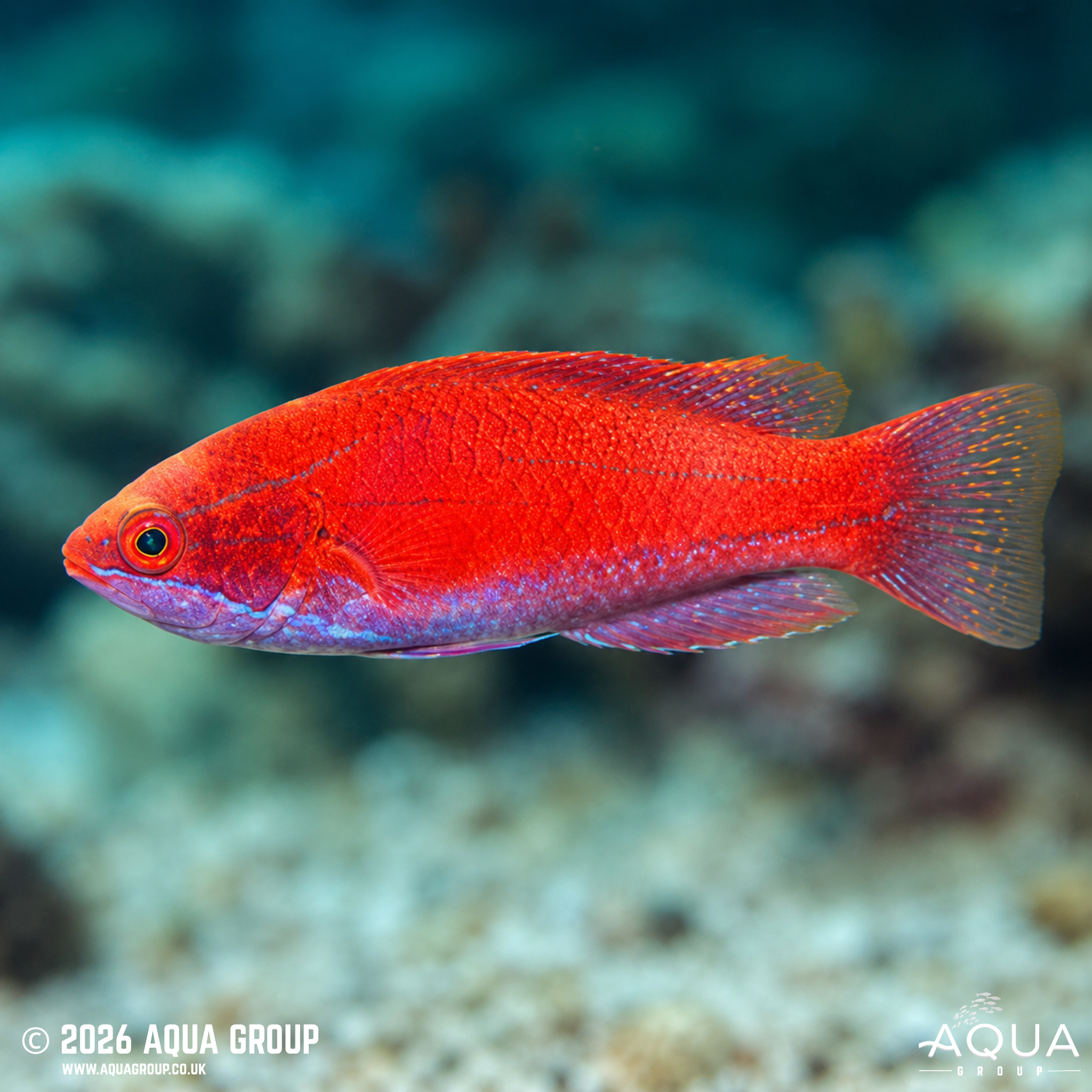 Scarlet Fin Flasher Wrasse (Paracheilinus lineopunctatus)