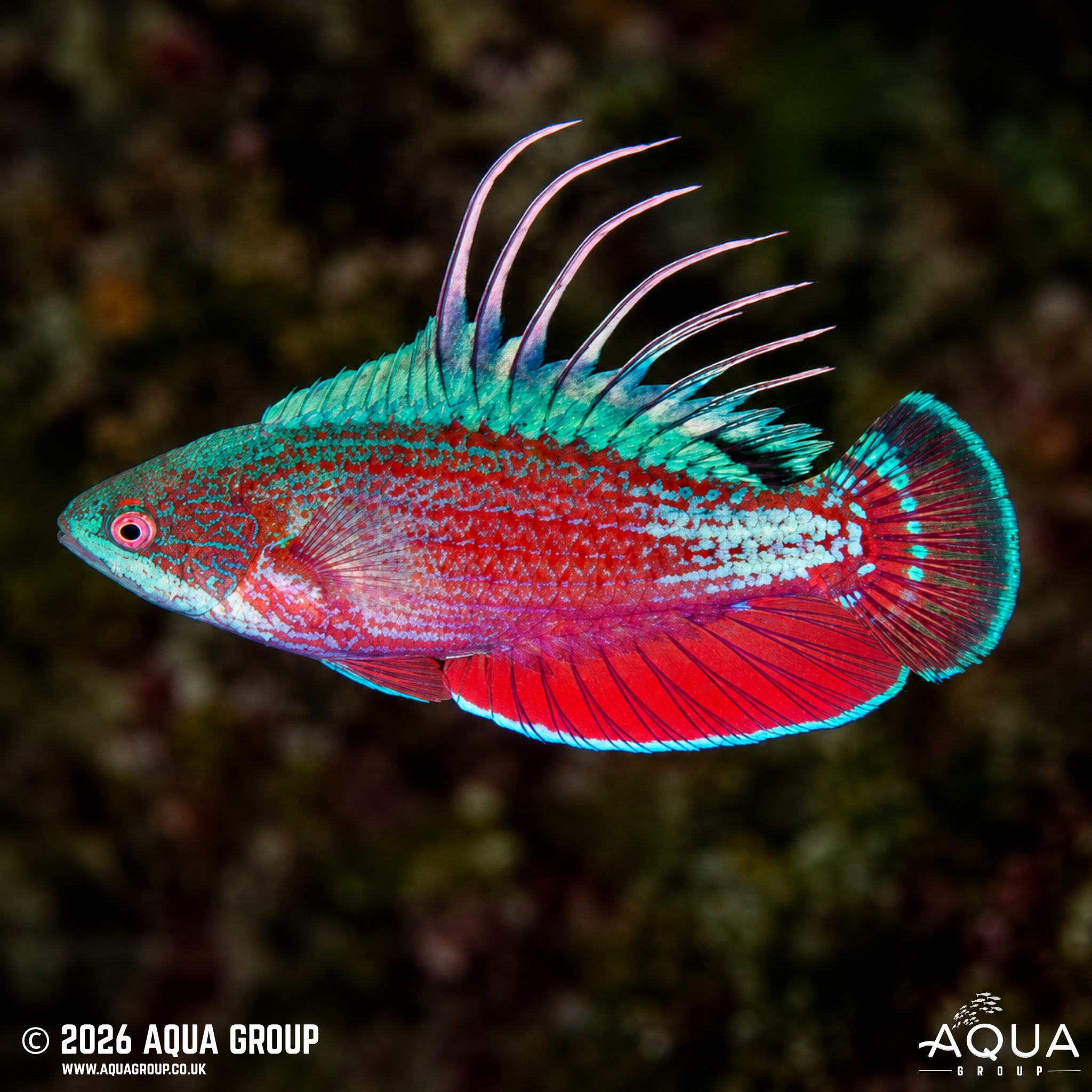 Scarlet Fin Flasher Wrasse (Paracheilinus lineopunctatus)