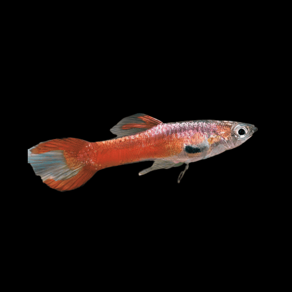 Scarlet Male Red Endler Guppy Fish Poecilia Wingei 3cm - Real Aquatics