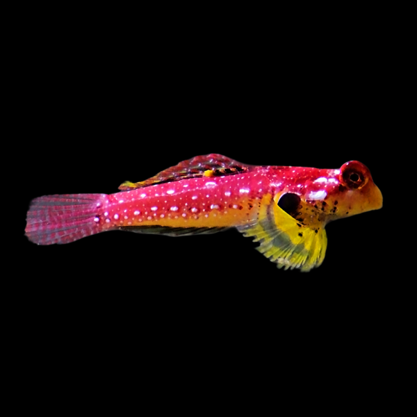 Scarlet Scooter Blenny Synchiropus Sycorax - Real Aquatics
