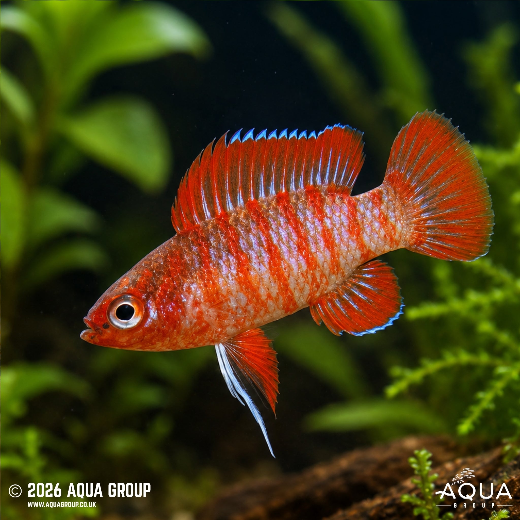 Scarlet Badis (Dario dario)