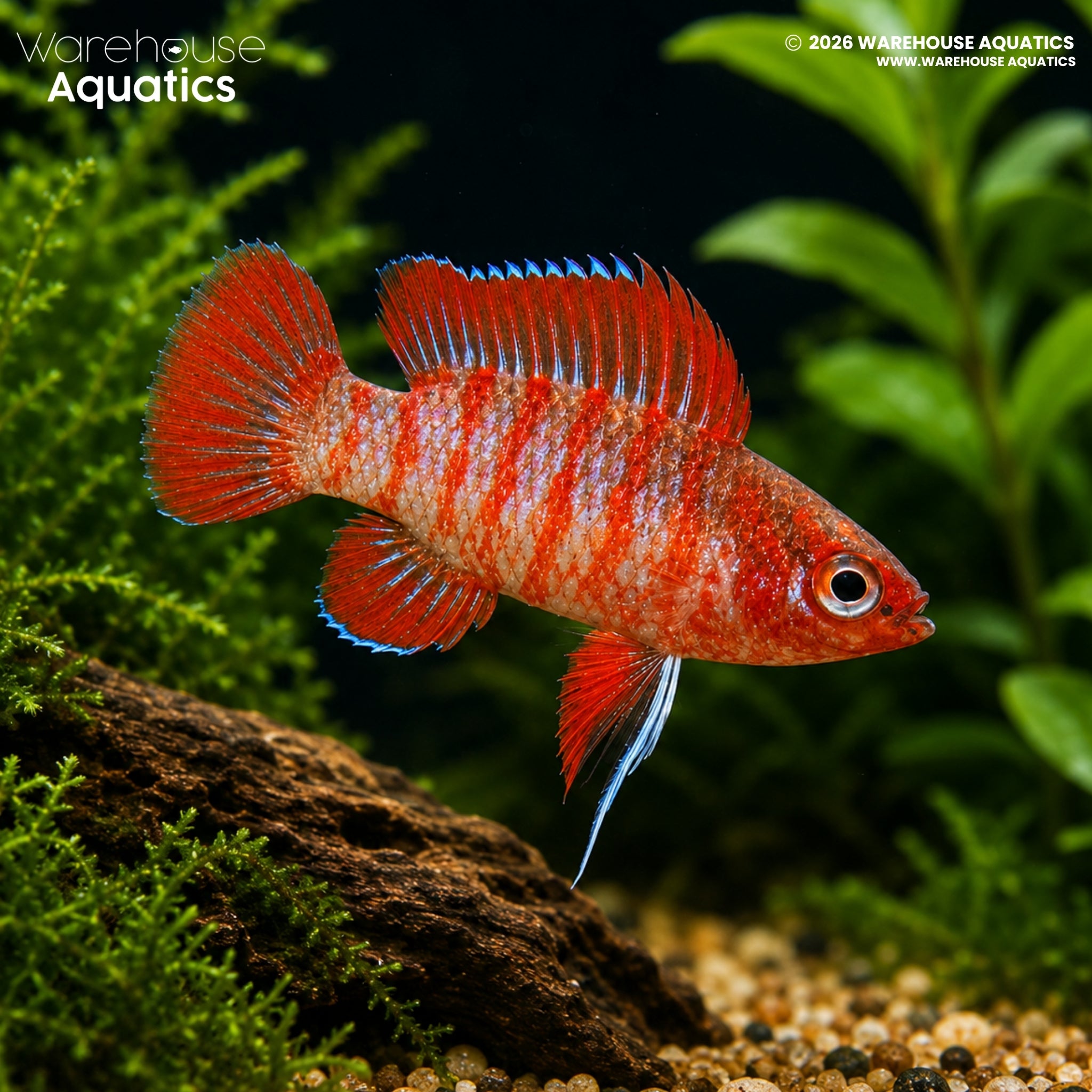 Scarlet Badis (Dario dario)