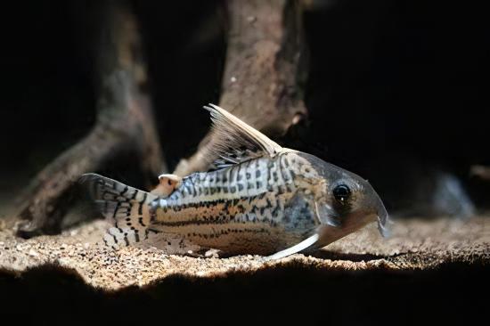 Schwartz's Corydoras Schwartzi 3cm Catfish - Real Aquatics