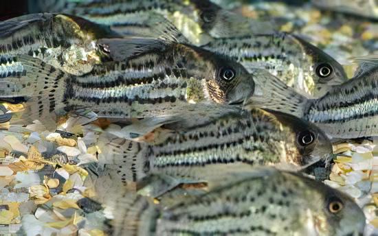 Schwartz's Corydoras Schwartzi 3cm Catfish - Real Aquatics